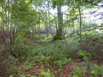 Udgrftet vandhul inden oprensning. Foto Grsten Statsskovdistrikt